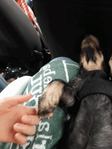A Person Petting A Dog 'S Paw On A Green Towel That Says ' Sda ' On It GIF