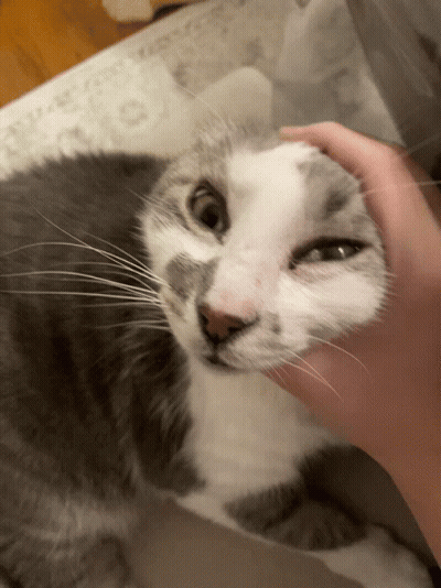 A Person Petting A Gray And White Cat 'S Face GIF