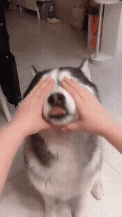 A Person Petting A Husky Dog 'S Face With Their Hands GIF