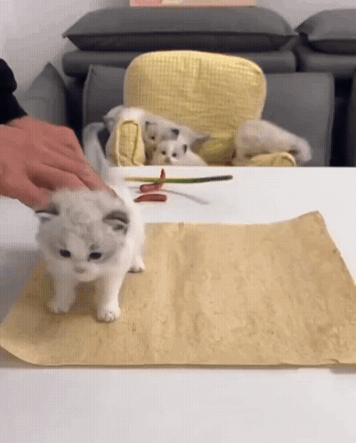 A Person Petting A Kitten On A Table With Other Kittens GIF