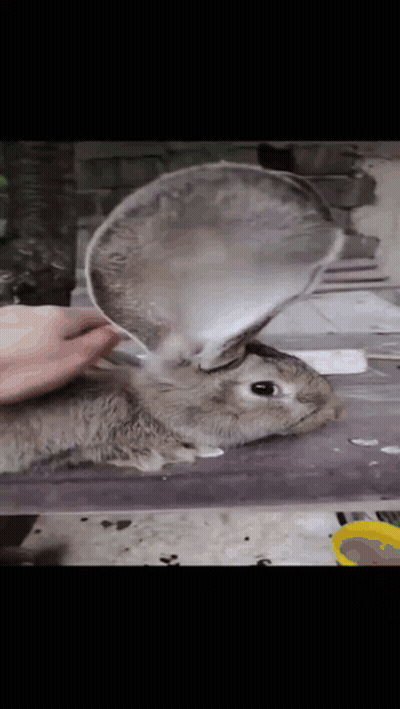 A Person Petting A Rabbit With A Spoon In Its Ears GIF