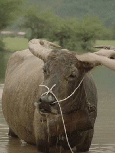A Person Petting A Water Buffalo With A Rope Around It 'S Neck GIF