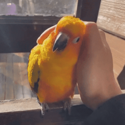A Person Petting A Yellow And Orange Parrot GIF