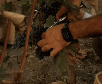 A Person Picking Grapes From A Vine With Scissors GIF