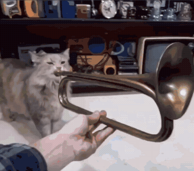 A Person Playing A Trumpet With A Cat Behind Them GIF