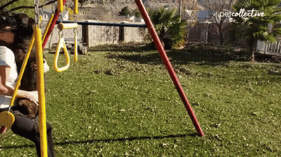 A Person Playing With A Dog On A Swing Set That Says Petcollective On The Bottom Right GIF