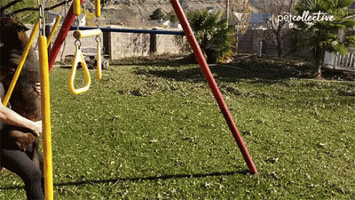A Person Playing With A Dog On A Swing Set With The Word Petcollective On The Bottom Right GIF