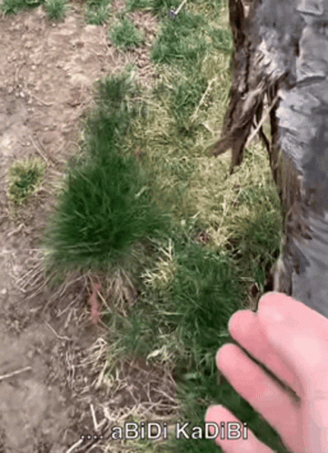A Person 'S Hand Is Reaching Into A Patch Of Grass With The Words " Abidi Kadibi " Written Below It GIF