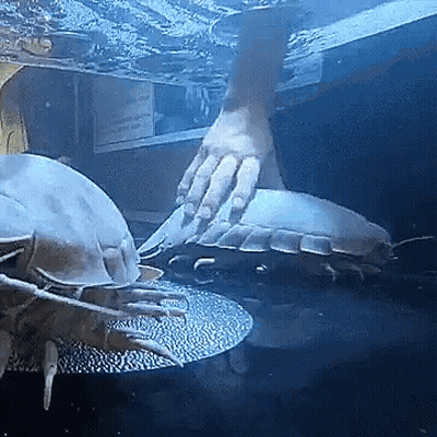 A Person 'S Hand Is Reaching Out To Touch A Giant Worm In A Tank . GIF