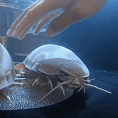 A Person 'S Hand Is Reaching Out To Touch A Jellyfish GIF