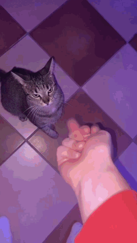 A Person 'S Hand Is Reaching Out Towards A Cat On The Floor GIF