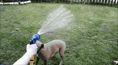 A Person Spraying A Dog With A Hose GIF