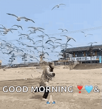 A Person Standing In Front Of A Flock Of Seagulls With The Words Good Morning And Hearts GIF