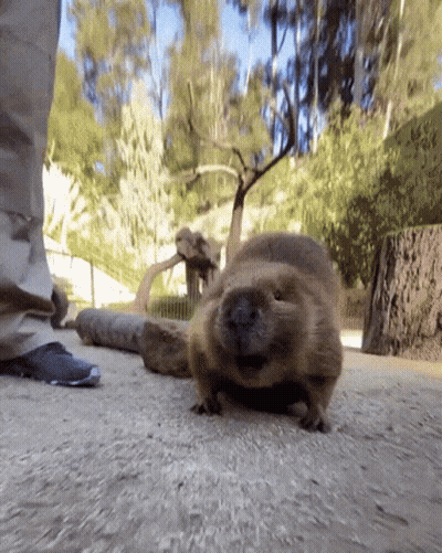 A Person Standing Next To A Guinea Pig That Is Looking At The Camera GIF