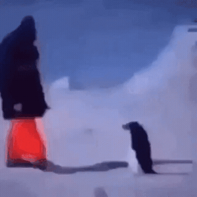 A Person Standing Next To A Penguin In The Snow . GIF