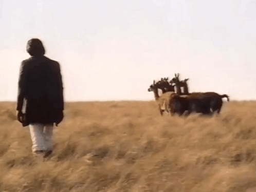A Person Walking In A Field With A Herd Of Horses Behind Them GIF
