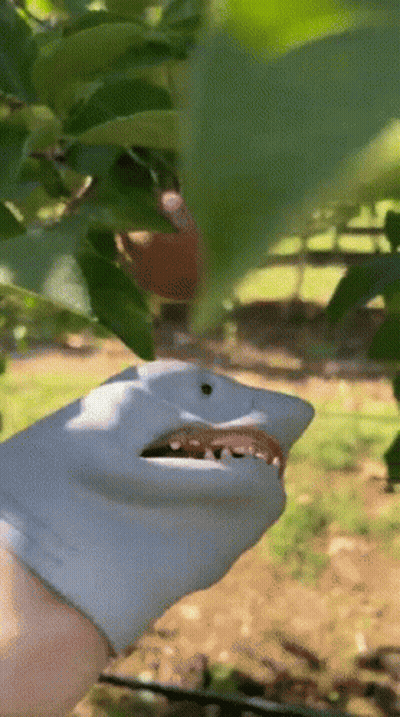 A Person Wearing A Glove That Looks Like A Shark Is Picking Apples From A Tree GIF