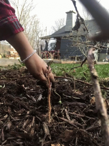 A Person Wearing A Pearl Bracelet Is Planting A Plant In The Ground GIF