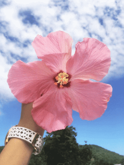 A Person Wearing A Watch Is Holding A Pink Flower In Their Hand GIF