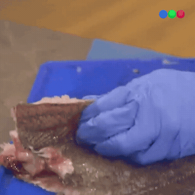 A Person Wearing Blue Gloves Is Cutting A Fish GIF