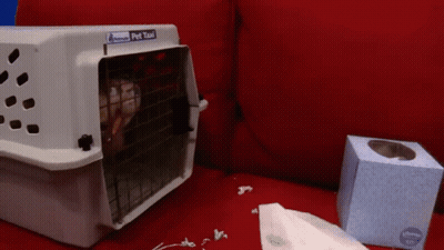 A Pet Taxi Crate Sits On A Red Couch Next To A Box Of Tissues GIF