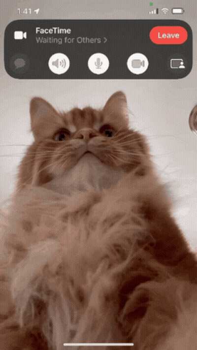 A Phone Screen Shows A Cat Waiting For Others GIF