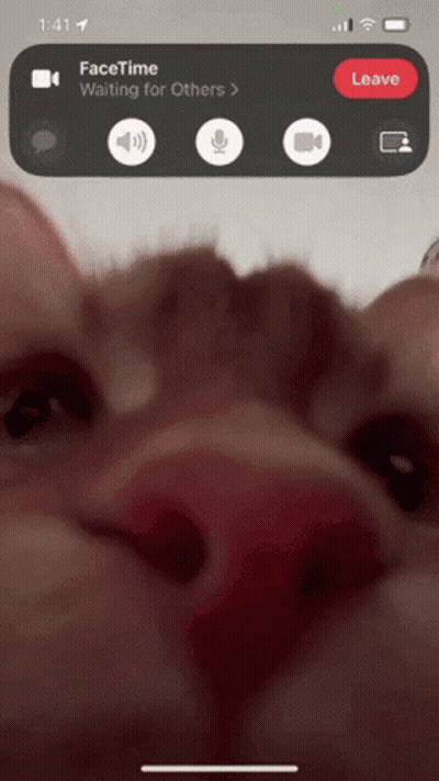 A Phone Screen Shows A Facetime Call With A Person Waiting For Others GIF