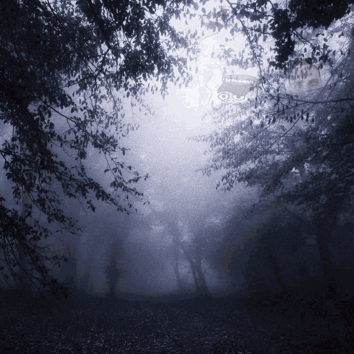 A Photo Of A Foggy Forest With A Watermark That Says ' I 'M Sorry ' GIF