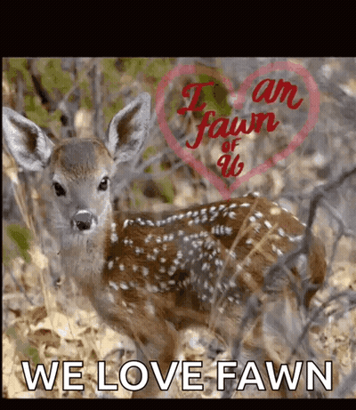 A Picture Of A Baby Deer With The Words " We Love Fawn " On The Bottom GIF