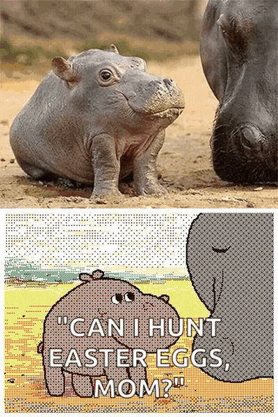 A Picture Of A Baby Hippo And A Picture Of An Elephant With The Words " Can I Hunt Easter Eggs Mom " GIF
