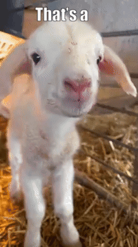 A Picture Of A Baby Sheep With The Caption That 'S A Sheep GIF