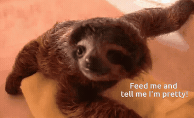 A Picture Of A Baby Sloth With The Words Feed Me And Tell Me I 'M Pretty Below It GIF