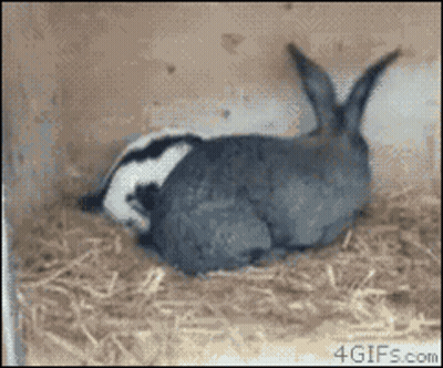 A Picture Of A Badger And A Rabbit With 4Gifs.com In The Corner GIF