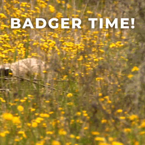 Badger In Yellow Flower Field Badger Time GIF