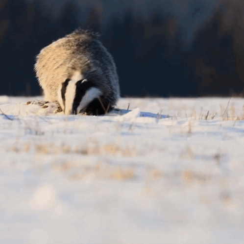 Badger In Snow Saying Its Time GIF