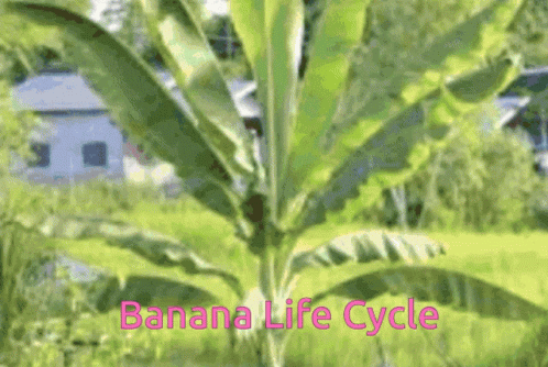A Picture Of A Banana Tree With The Words " Banana Life Cycle " In Pink GIF