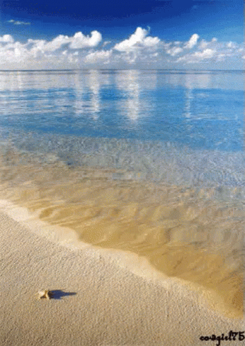 Beach Photo From 2015 With Shell On Sand GIF