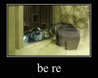 A Picture Of A Bear In A Cage With The Words Be Re On The Bottom GIF