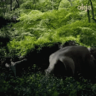 A Picture Of A Bear In The Woods With The Word Okja On The Bottom Right GIF