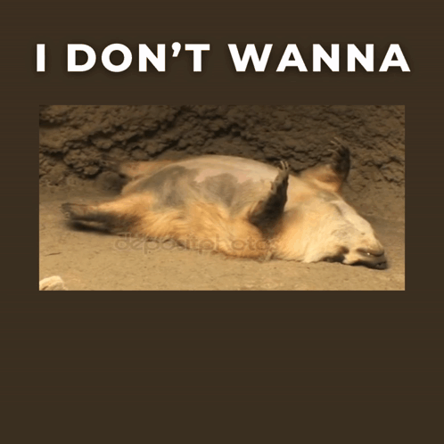Bear Lying On Back Saying I Don't Wanna GIF