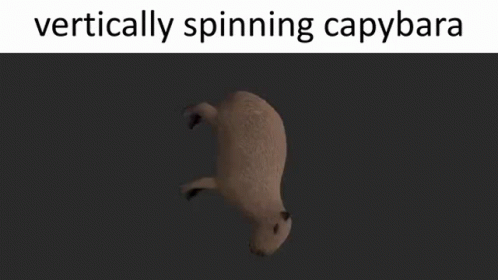 A Picture Of A Bear That Is Vertically Spinning With Caption Vertically Spinning Capybara GIF