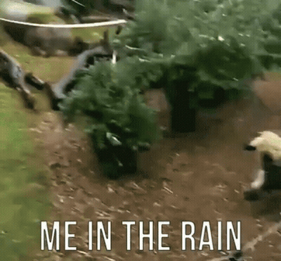 A Picture Of A Bear With The Words " Me In The Rain " On The Bottom GIF