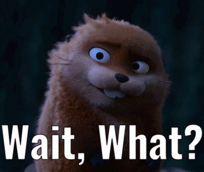 A Picture Of A Beaver With The Words Wait What On It GIF