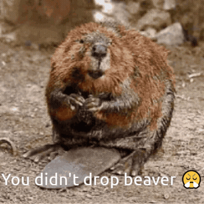 A Picture Of A Beaver With The Words " You Did N't Drop Beaver " Next To It GIF