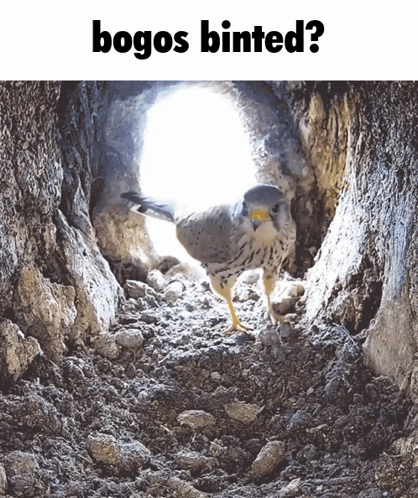 A Picture Of A Bird In A Hole With The Words Bogos Binted Below It GIF