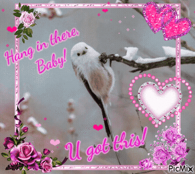 A Picture Of A Bird On A Branch With The Words Hang In There Baby GIF