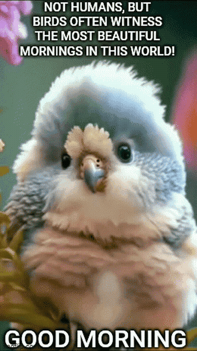 A Picture Of A Bird With The Words " Not Humans But Birds Often Witness The Most Beautiful Mornings In This World ! " GIF