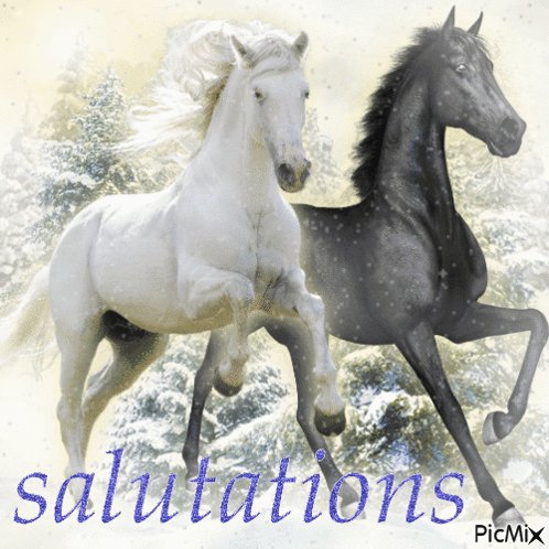 A Picture Of A Black And White Horse With The Words Salutations On The Bottom GIF