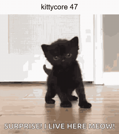 A Picture Of A Black Kitten With The Words Surprise I Live Here Meow On It GIF