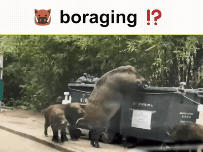 A Picture Of A Boar And The Word Boraging On The Bottom GIF